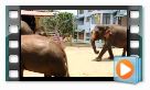 elephants in town.mov